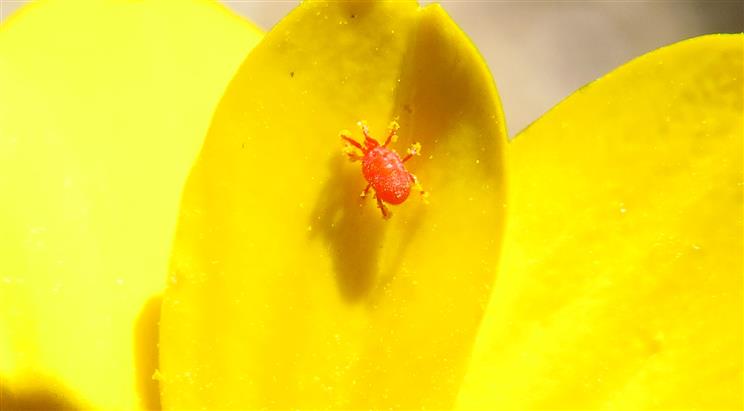 Balaustium sp. (Erythraeidae)